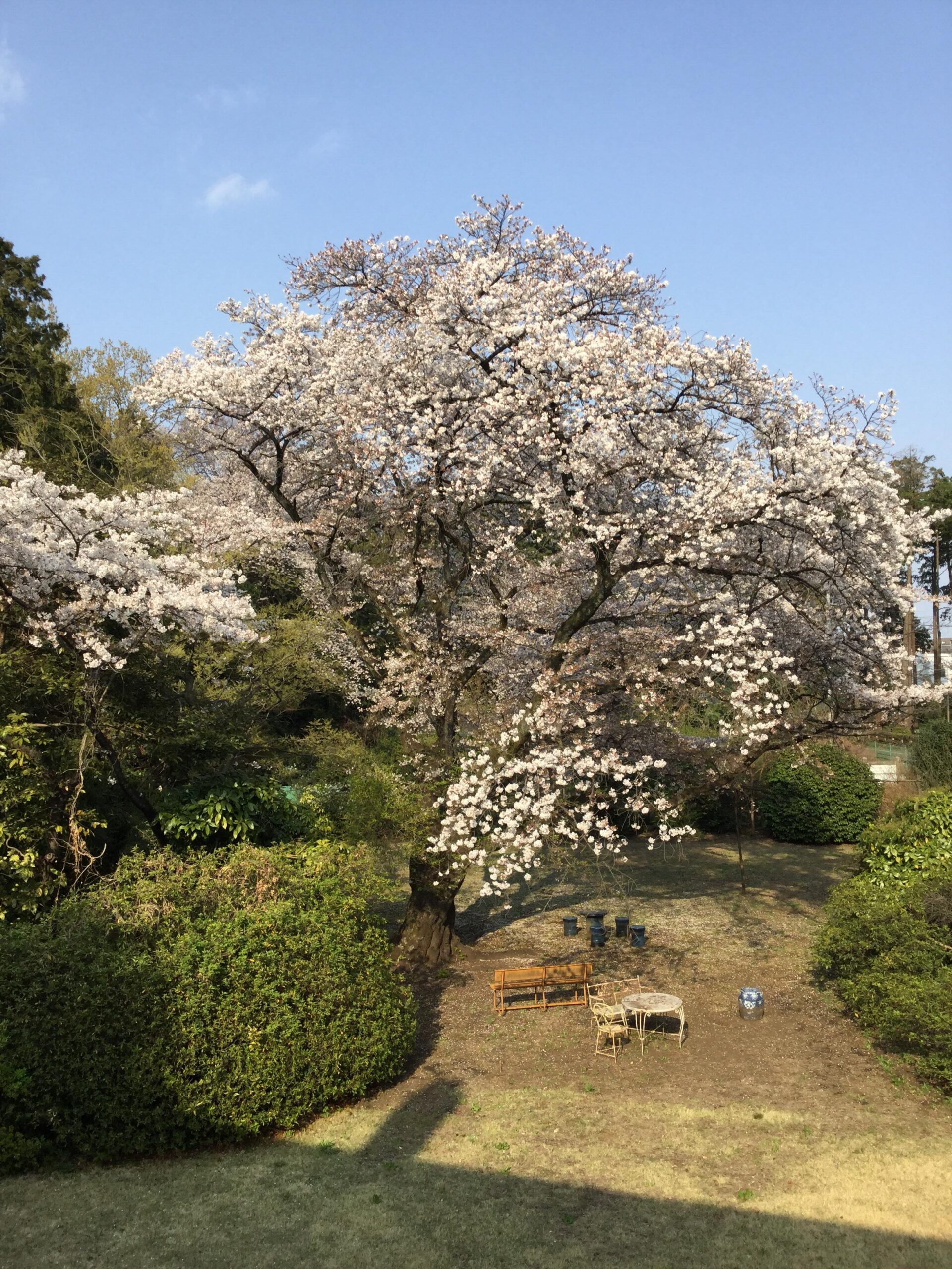 Cherry blossoms in Japan