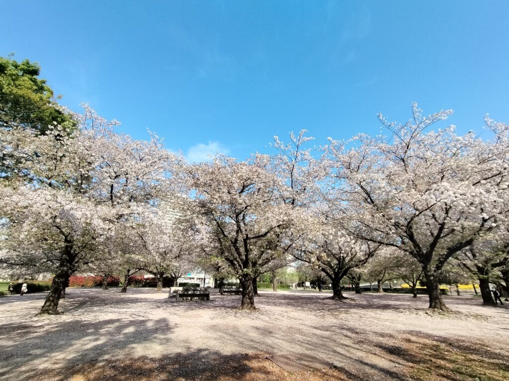 Sakura trees cherry blossoms