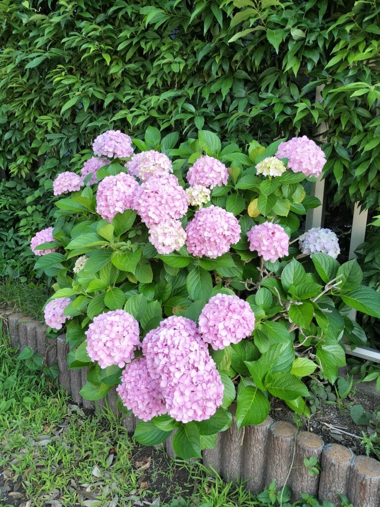 Ajosai flowers in Japan