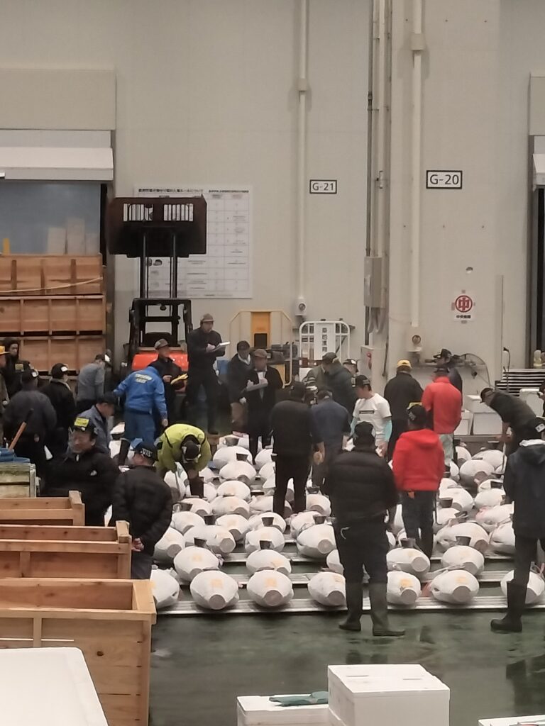 Tuna auction in action