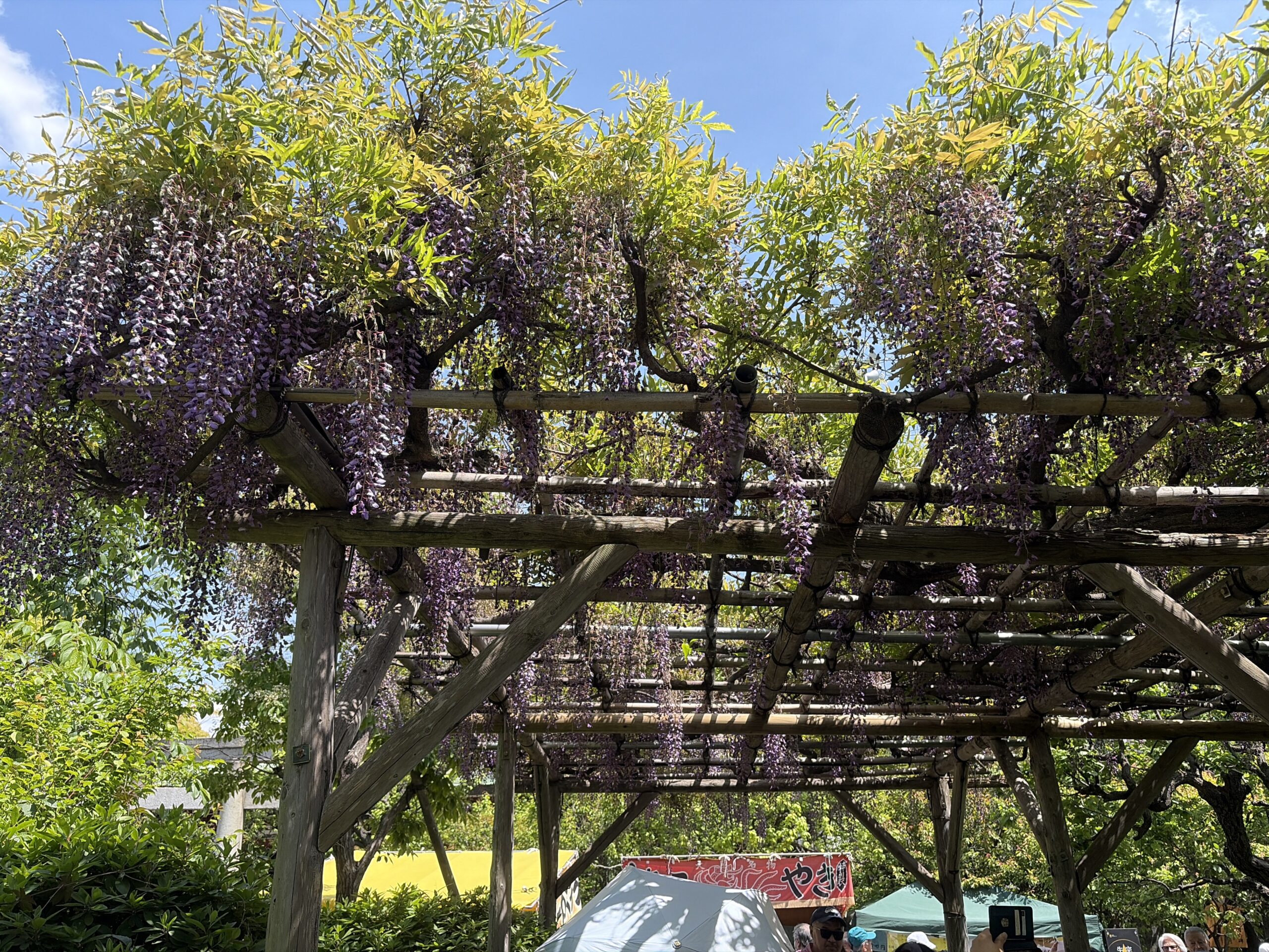 Kameido Tenjin Wisteria festival
